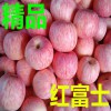 山东红富士苹果