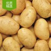 定边土豆